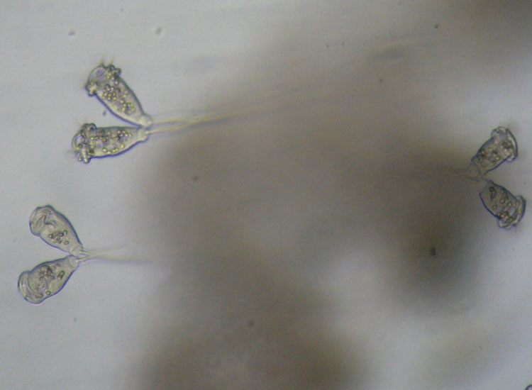 Microscopia delle spiagge adriatiche